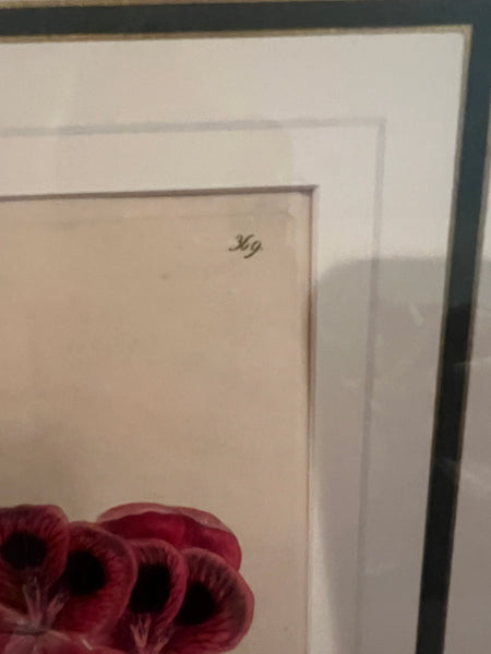 Set of 3 Fine 19th C Framed Hand Colored Geraniums by Robert Sweet