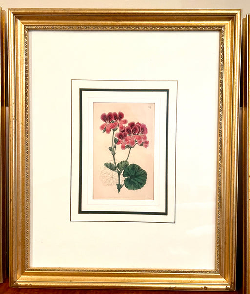 Set of 3 Fine 19th C Framed Hand Colored Geraniums by Robert Sweet