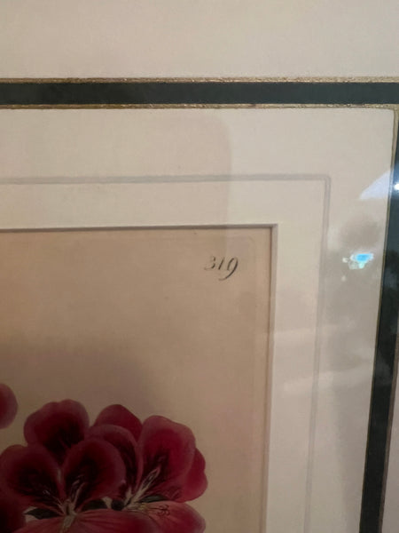 Set of 3 Fine 19th C Framed Hand Colored Geraniums by Robert Sweet