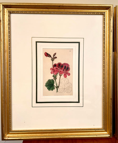 Set of 3 Fine 19th C Framed Hand Colored Geraniums by Robert Sweet