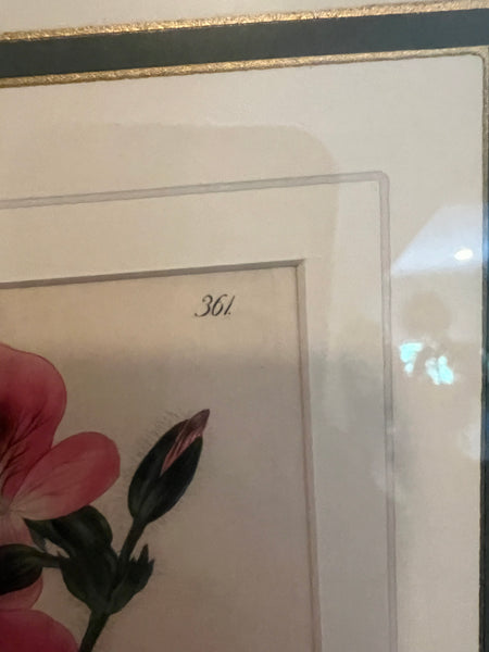 Set of 3 Fine 19th C Framed Hand Colored Geraniums by Robert Sweet