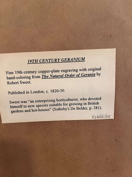 Set of 3 Fine 19th C Framed Hand Colored Geraniums by Robert Sweet