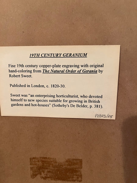 Set of 3 Fine 19th C Framed Hand Colored Geraniums by Robert Sweet