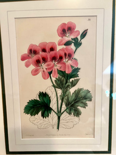 Set of 3 Fine 19th C Framed Hand Colored Geraniums by Robert Sweet