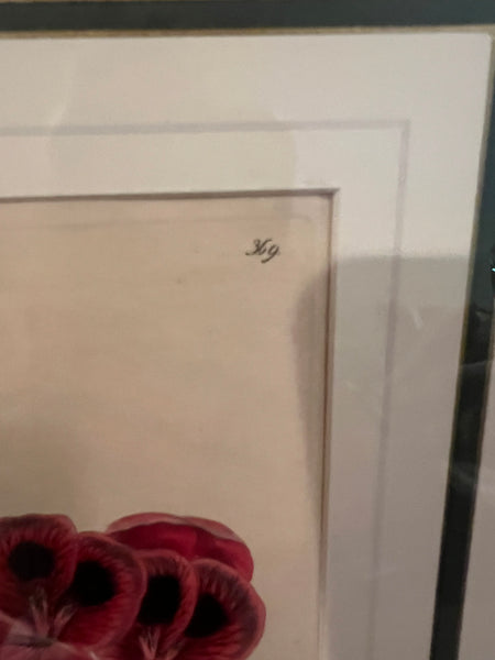 Set of 3 Fine 19th C Framed Hand Colored Geraniums by Robert Sweet