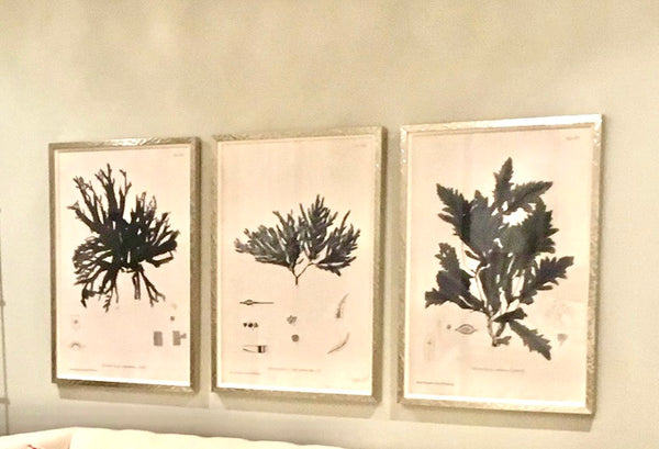 ART Silver Large Pressed Seaweed Framed Prints - Set of 3