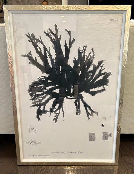 ART Silver Large Pressed Seaweed Framed Prints - Set of 3