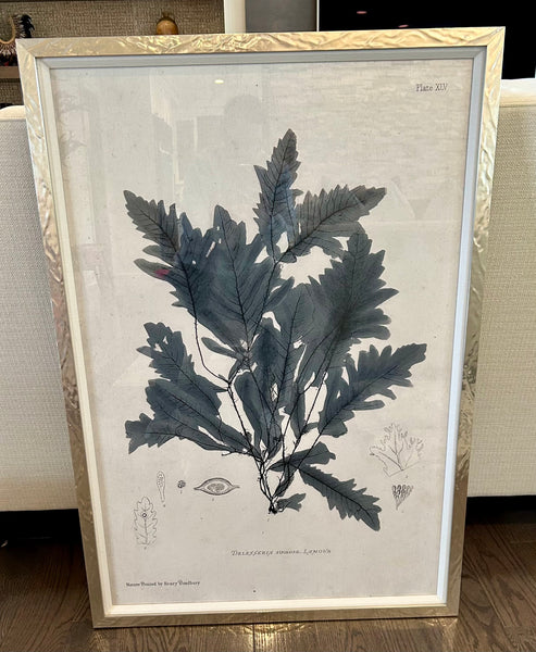 ART Silver Large Pressed Seaweed Framed Prints - Set of 3