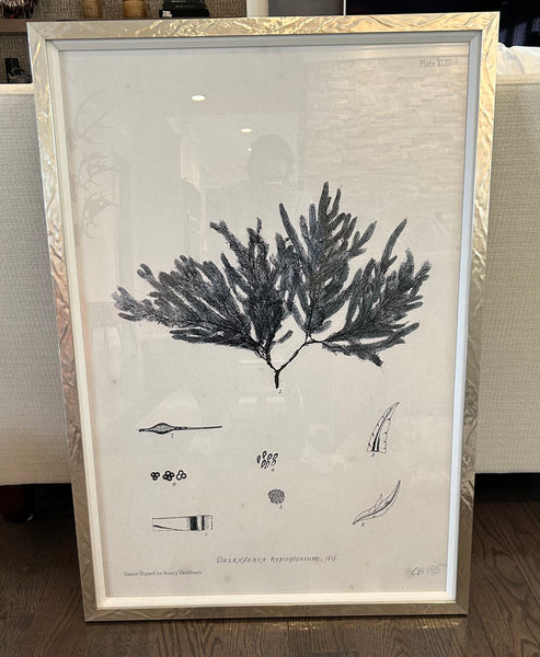 ART Silver Large Pressed Seaweed Framed Prints - Set of 3