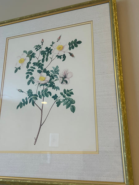 Trio of Framed Botanical Art