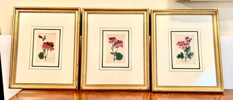 Set of 3 Fine 19th C Framed Hand Colored Geraniums by Robert Sweet