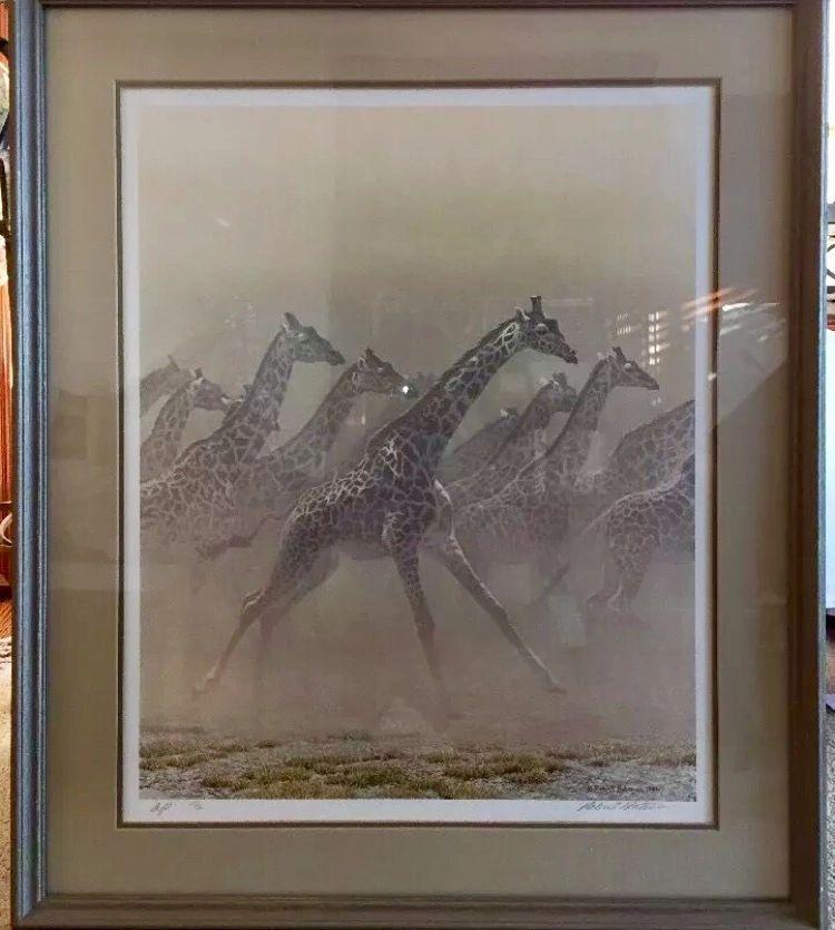 Robert Bateman - Galloping Herd 1981- Giraffes - Signed and Numbered Artist Proof 27-56 - Matted and Framed with Glass